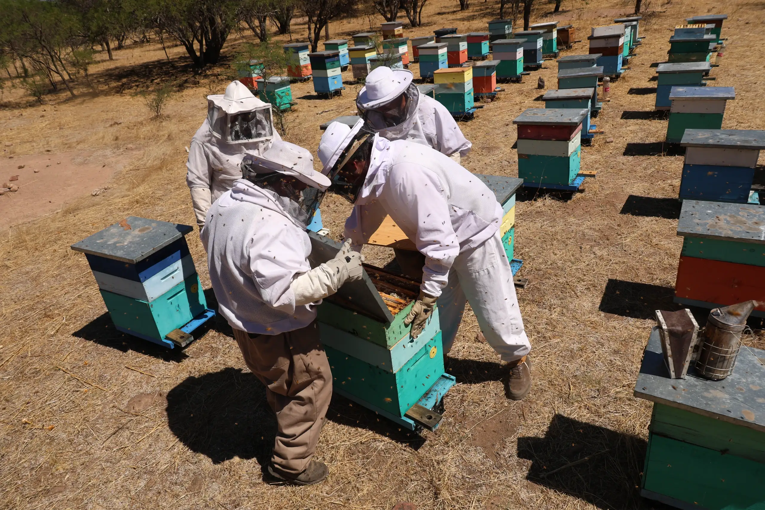 Trabajo de campo en el apiario