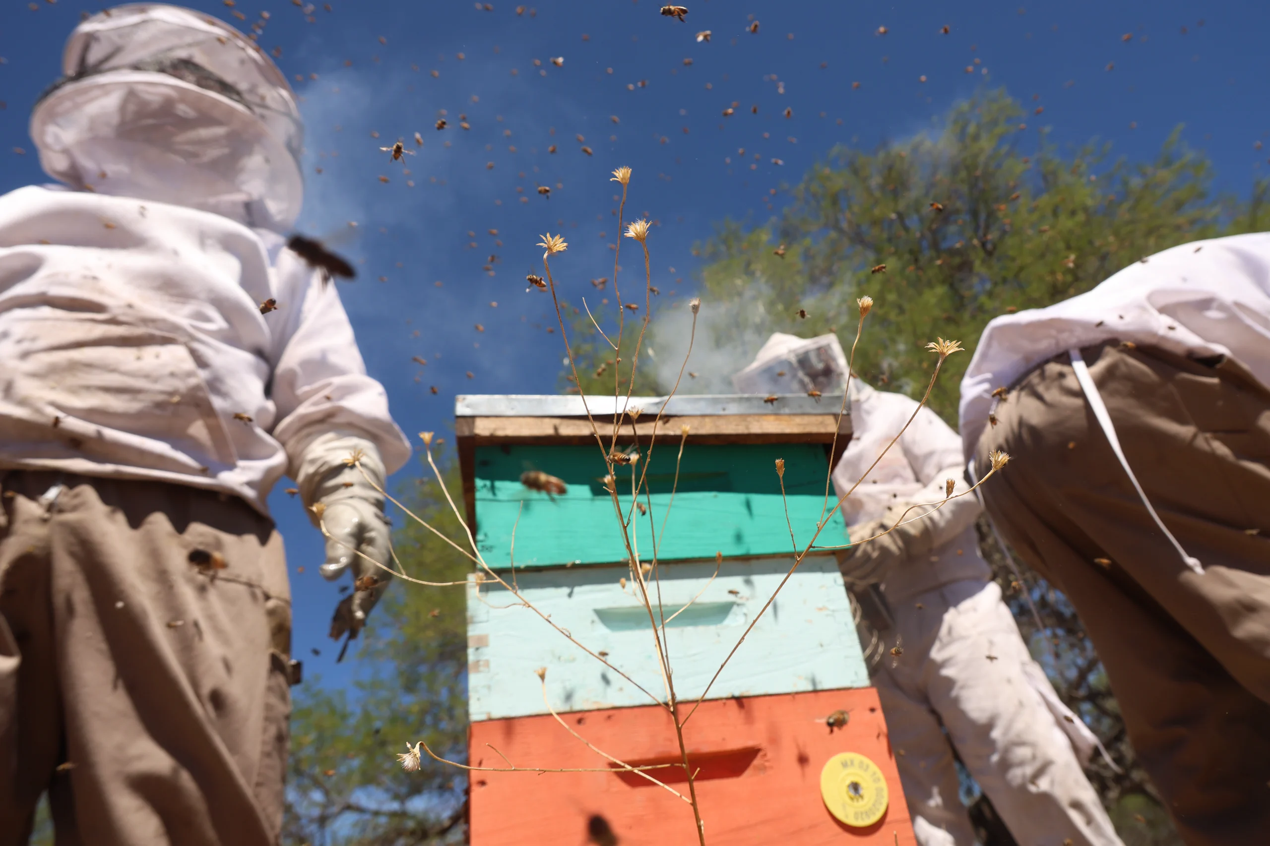 Detalle de colmena y abejas en vuelo